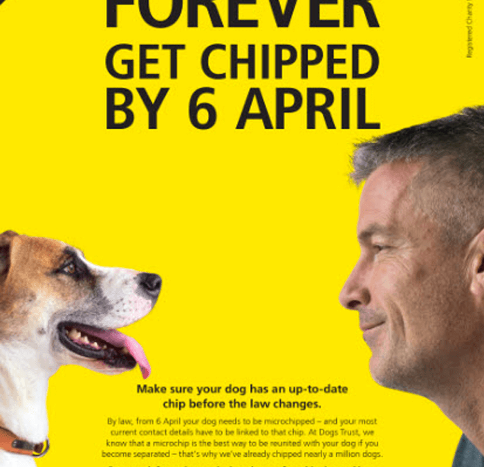 Microchipping Your Dog – Everything You Need To Know